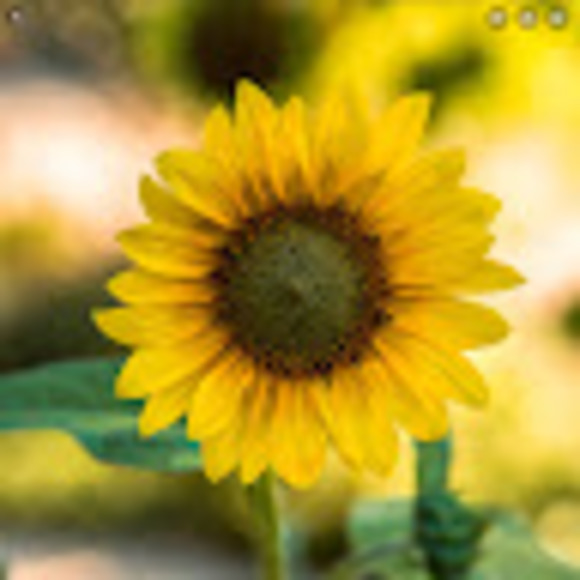 Meet your Posher, Destine - Picture 1 of 1